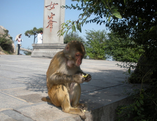 猴年旅行第一彈 和猴子來(lái)一次親密接觸