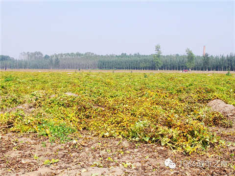 一望無(wú)際的山藥基地。據(jù)說(shuō)，一季山藥后，土地需要五年才能恢復(fù)。