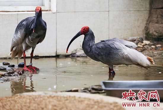 國家一級(jí)保護(hù)鳥類朱鹮