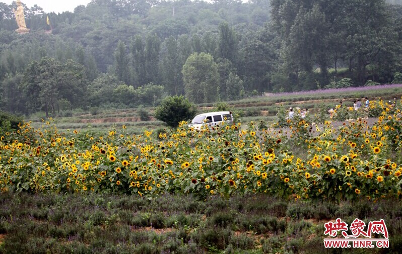 孟津龍興寺薰衣草向日葵開園