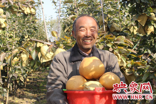 商丘市寧陵縣科學(xué)種植管理晚秋黃梨喜獲豐收