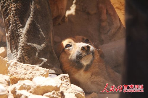 探出頭的小黃狗期待地看著救他的人。王生元/攝