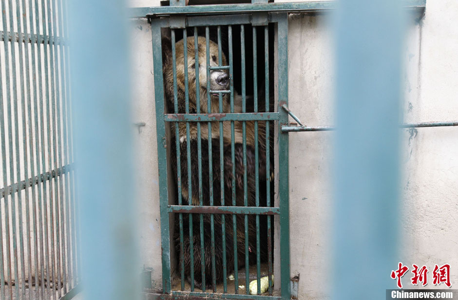 6月19日，河南鄭州，新密市動物園咬死飼養(yǎng)員的肇事棕熊被暫押在鄭州動物園內(nèi)，該熊“臥室”周圍被三重鋼