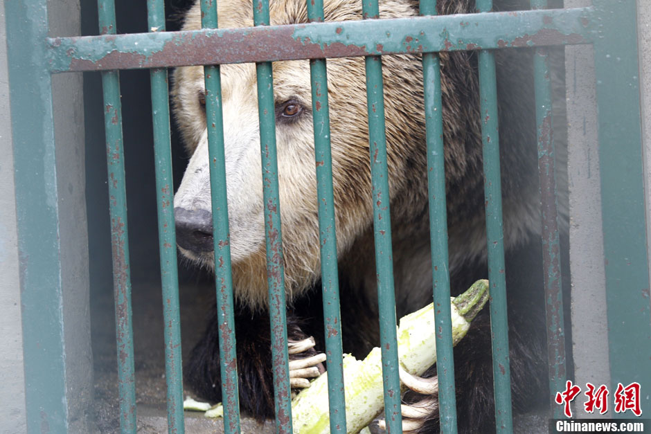 6月19日，河南鄭州，新密市動物園咬死飼養(yǎng)員的肇事棕熊被暫押在鄭州動物園內(nèi)，該熊“臥室”周圍被三重鋼