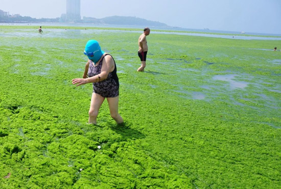 2013年7月3日，山東青島青島高溫來襲，“青島大媽”不懼滸苔，戴著“強盜面具”出現(xiàn)在海水浴場消暑降