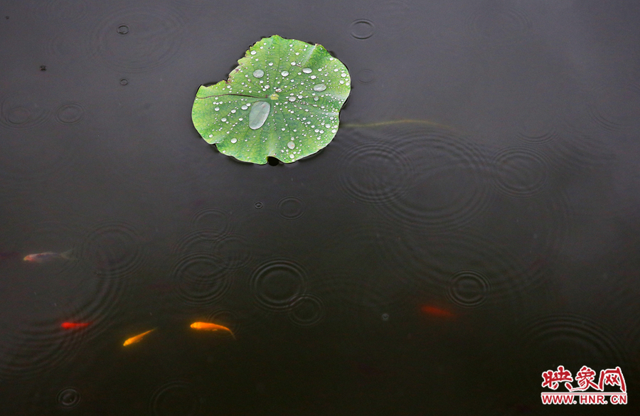 秋雨在水中泛起漣漪