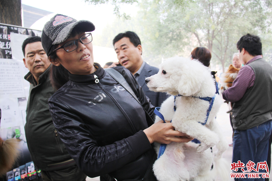 一只貴賓犬在賣萌。