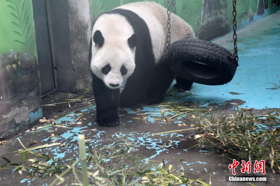 　3月17日，河南鄭州動(dòng)物園內(nèi)的大熊貓“龍昇”。