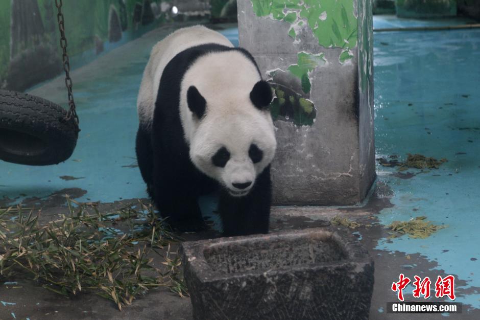 3月17日，河南鄭州動(dòng)物園內(nèi)的大熊貓“龍昇”。