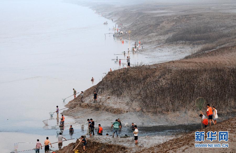  7月6日,在山西省平陸縣黃河岸邊,人們?cè)诓稉泣S河“流魚”。