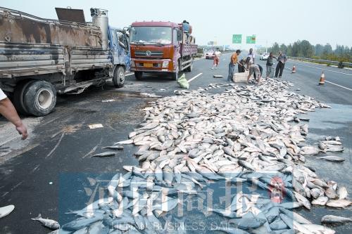 貨車翻,魚滿地。