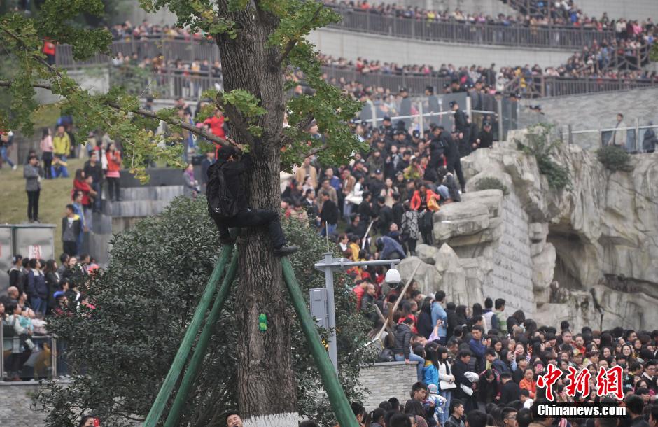 重慶一市民為占據(jù)有利位置，爬上銀杏樹觀看自己喜歡的明星。