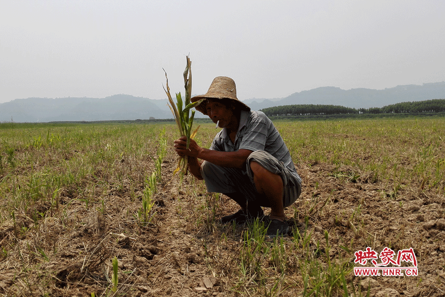 村民手捧殘留的玉米，欲哭無淚。