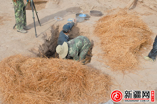 考古人員正在清理麥稈。（圖由中國科學(xué)院人文學(xué)院科技室與科技考古系提供）