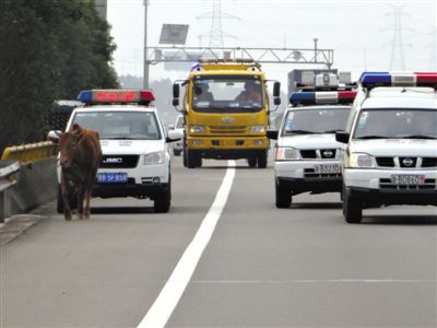 22省取消O牌車調查：特權變相保留 官員照闖紅燈