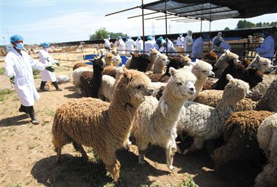 昨日，由智利進(jìn)口的946頭羊駝，被運抵大興一動物檢疫隔離場進(jìn)行檢驗檢疫。記者 王貴彬 攝