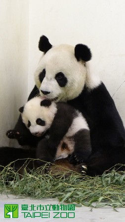 圖片來源：臺北動物園提供