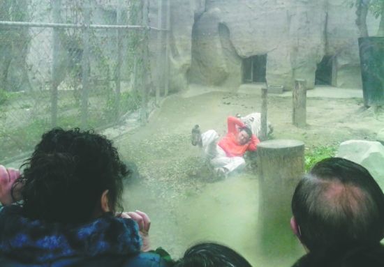 昨日，成都動(dòng)物園，男子進(jìn)入白虎活動(dòng)區(qū)后被白虎拖行。動(dòng)物園出動(dòng)50多人成功營(yíng)救下他