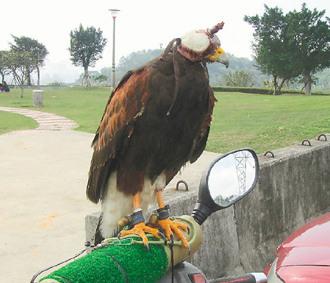 闖禍的老鷹則被主人戴上頭套，以鐵鏈鎖在摩托車的車頭上“罰站”/臺灣《聯(lián)合報》圖