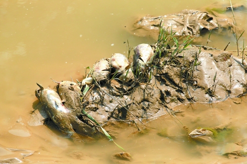 　黃河引水支渠漂流的死魚