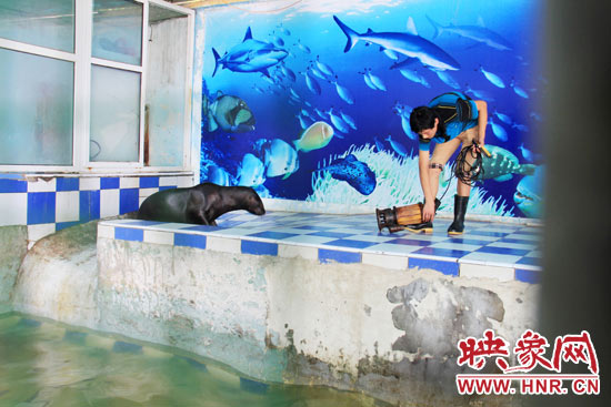 圖為飼養(yǎng)員和海獅。