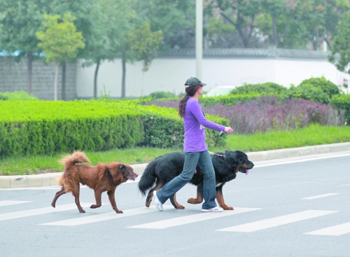 市區(qū)內(nèi)隨處可見的大型犬