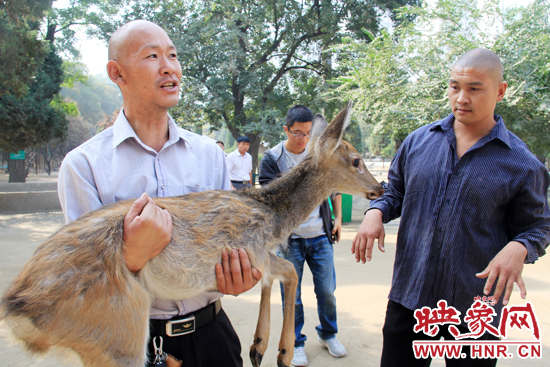 失主宋先生將“愛鹿”抱回家,并表示待小鹿傷情痊愈后,將其送到動(dòng)物園,供市民觀賞。