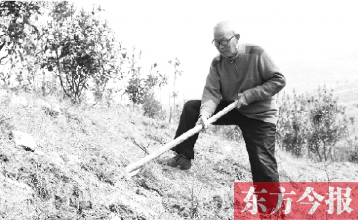 南陽七旬老翁不愛遛鳥愛種樹 拿百萬積蓄綠化千畝荒山