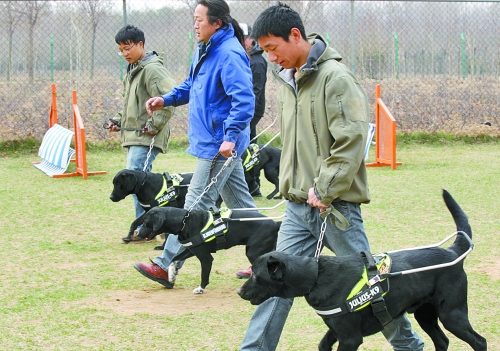 鄭州：4只導盲犬集訓 將帶著盲人跑馬拉松