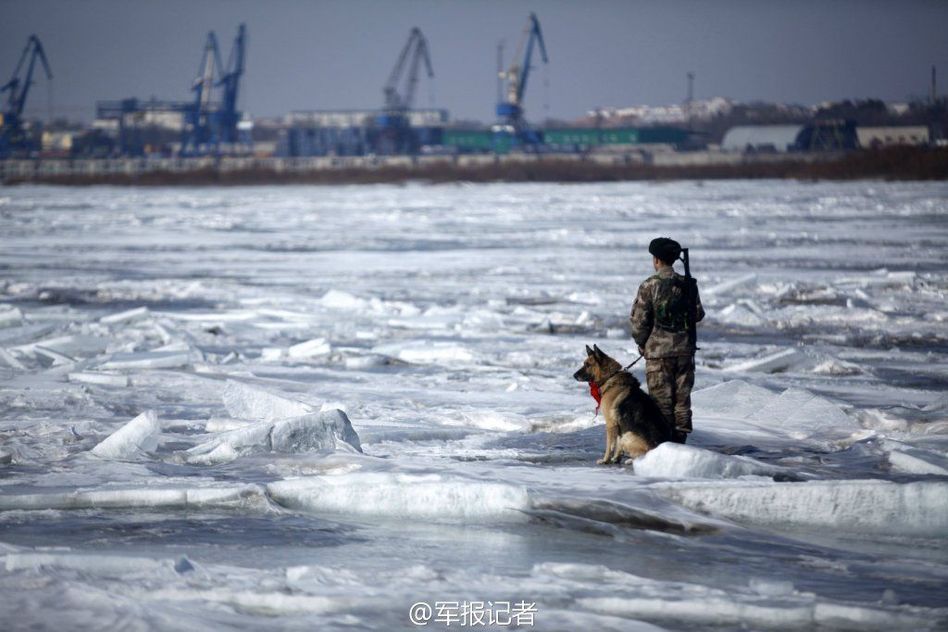 軍犬退役