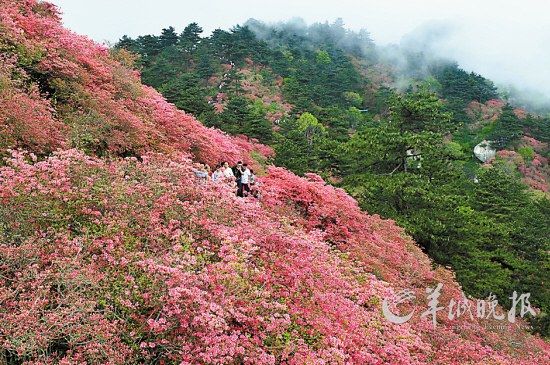 　　湖北麻城龜峰山10萬畝連片野生杜鵑。