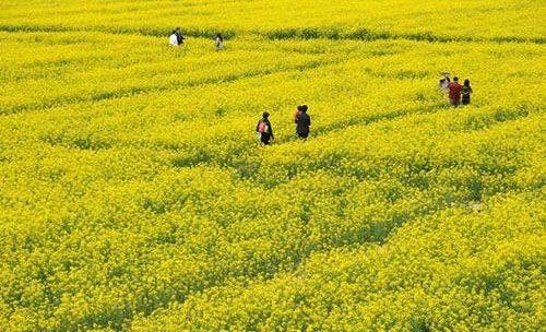 盤點全國13處絕美的油菜花觀賞地