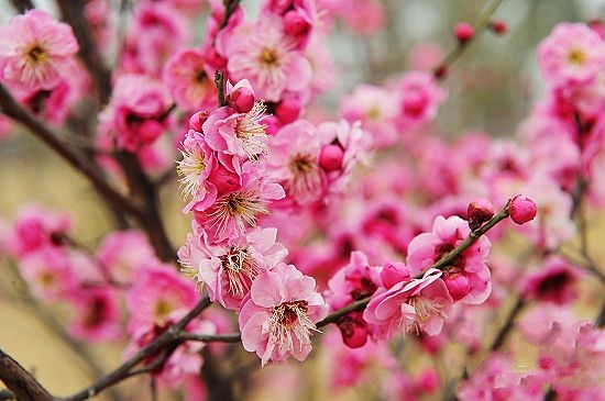 春季踏青賞花綠博園 罕見綠梅惹人愛