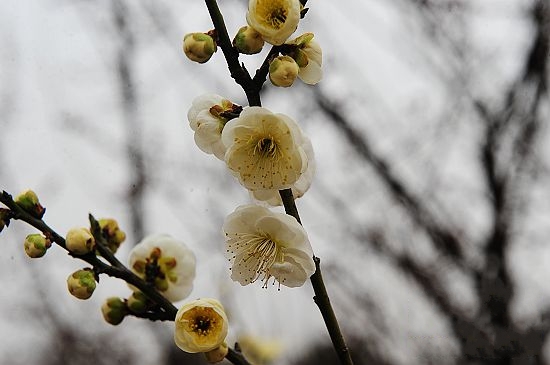 春季踏青賞花綠博園 罕見綠梅惹人愛