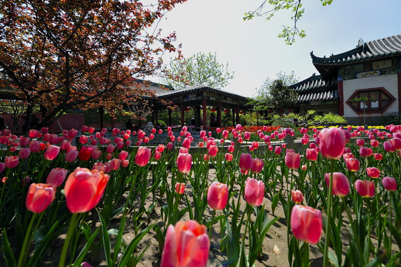 去天波楊府 賞郁金香看實(shí)景演出