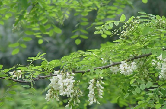 賞鄉(xiāng)村田園風(fēng)光 品舌尖一抹槐花香