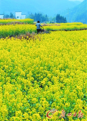 　　江嶺的油菜花已經(jīng)盛開。