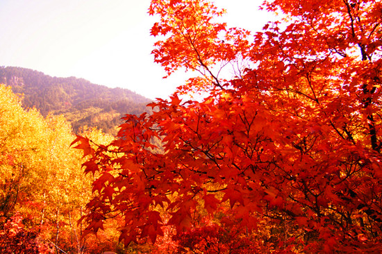 金秋十月層林盡染紅葉鑒賞