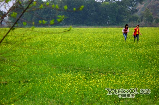 　　英德國家森林公園是廣東唯一的油菜花主題旅游景區(qū)。(圖片來源:CFP)