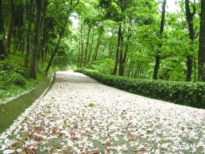 體驗浪漫桐花祭 寶島春日的湖光山色