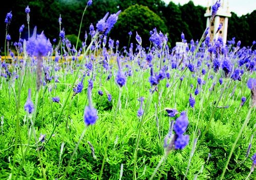 　　日月潭九族文化村內(nèi)水沙連歐洲花園園區(qū)內(nèi)數(shù)十萬株熏衣草,已開得美不勝收,令游客陶醉。