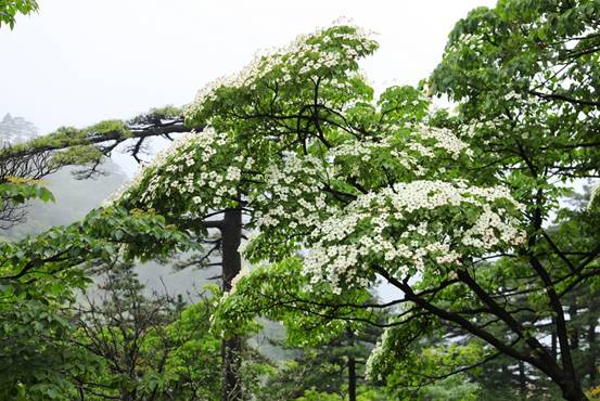 四照花開滿樹,賞花正當(dāng)時(shí)