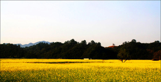 “醉美”大坪:葵花盛開 山花爛漫