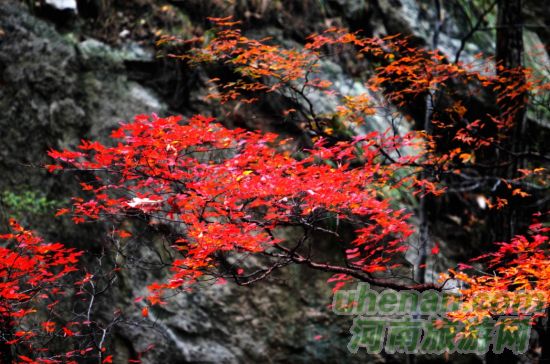 堯山 拜大佛賞紅葉泡溫泉