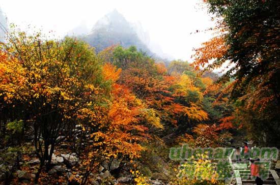 深秋去堯山賞紅葉、泡溫泉、拜大佛