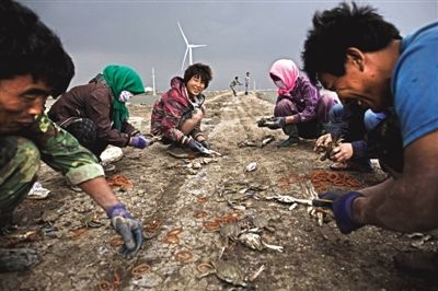 大雨將至，渤海邊的蟹池旁，蟹農(nóng)們不慌不忙地收綁梭子蟹。