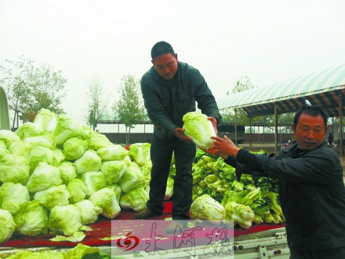 白菜進入大量上市期,但價格卻不便宜。