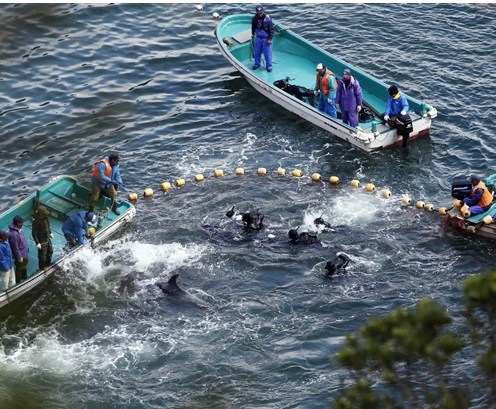 圖為當(dāng)?shù)貪O民正在把海豚趕入屠殺圈內(nèi)。