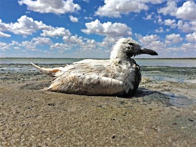 死去的鳥兒達到200多只，還有鳥兒在湖邊淤泥中掙扎著。