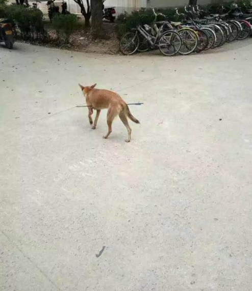 華科大校園內，一條流浪狗腹部被箭射穿，地上留著斑斑血跡。